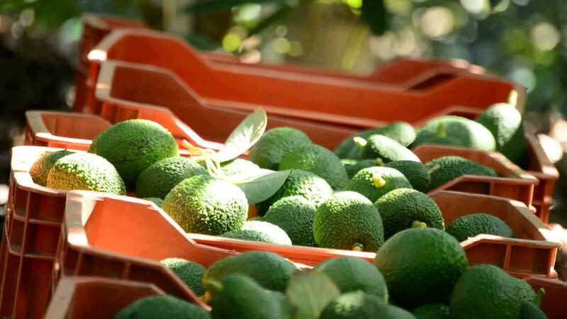 Fruit Exports