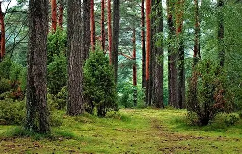 Forestry